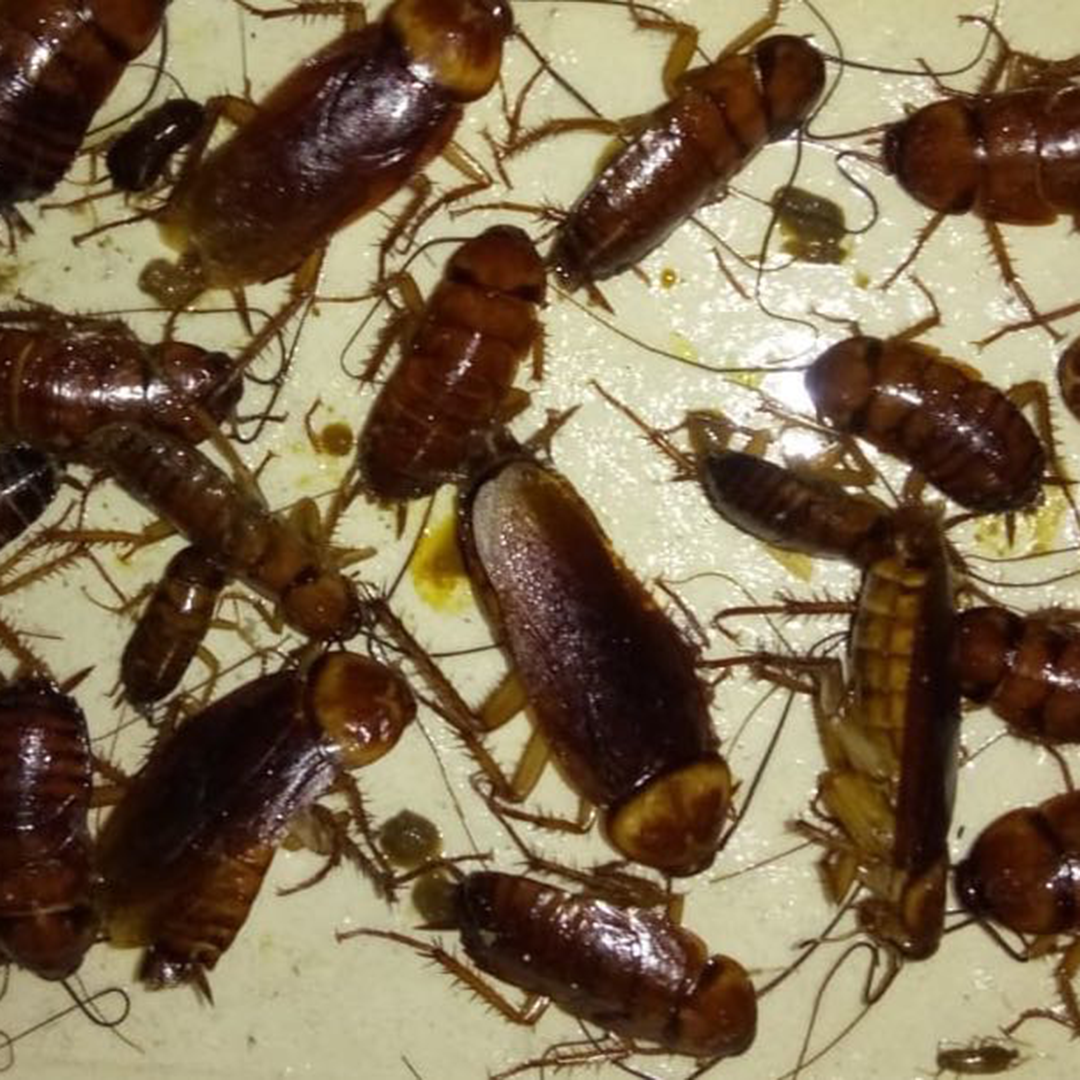 Eliminador de Plagas - Repelente de Insectos