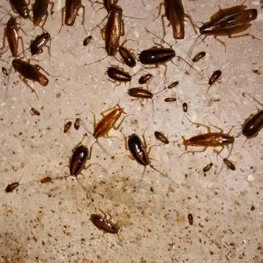 Eliminador de Plagas - Repelente de Insectos