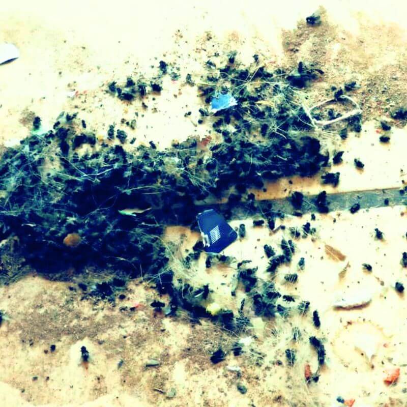 Insecticida Orgánico para Moscas Individual ¡Súper Rendidor!