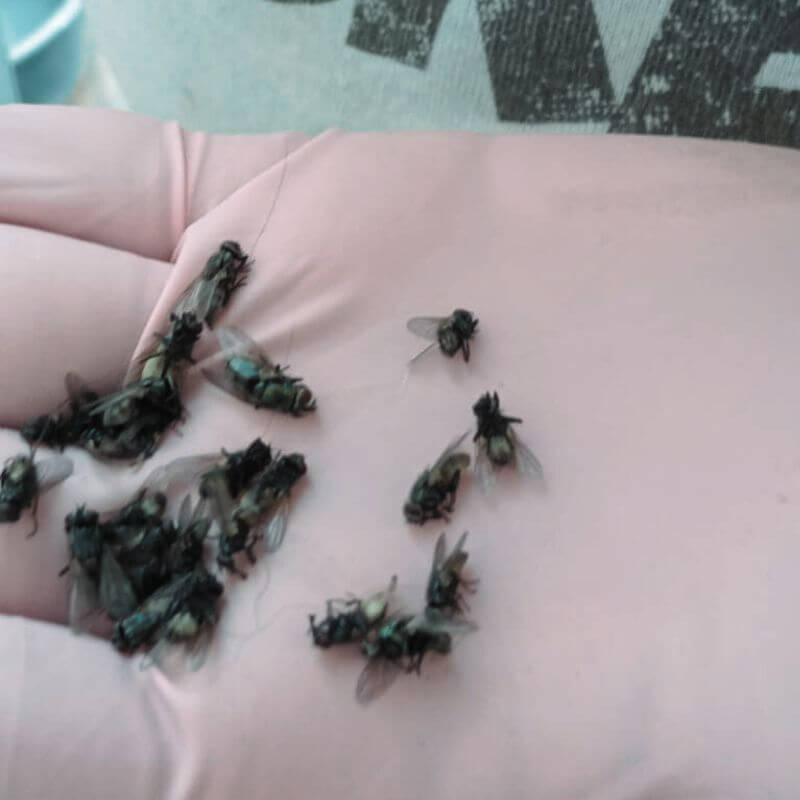 Insecticida Orgánico para Moscas Individual ¡Súper Rendidor!