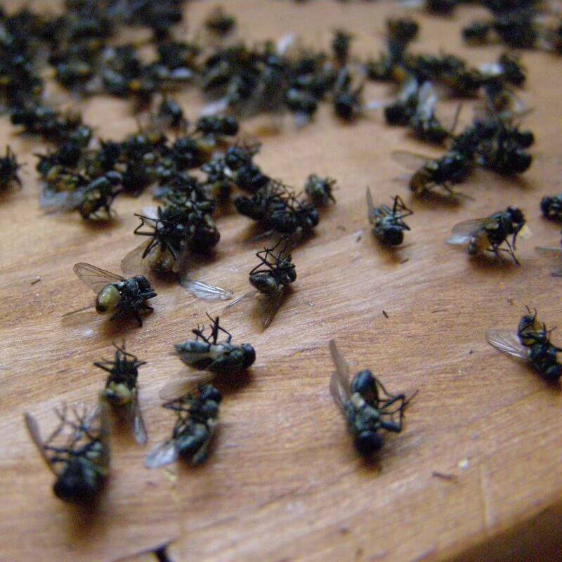 Insecticida Orgánico para Moscas Individual ¡Súper Rendidor!